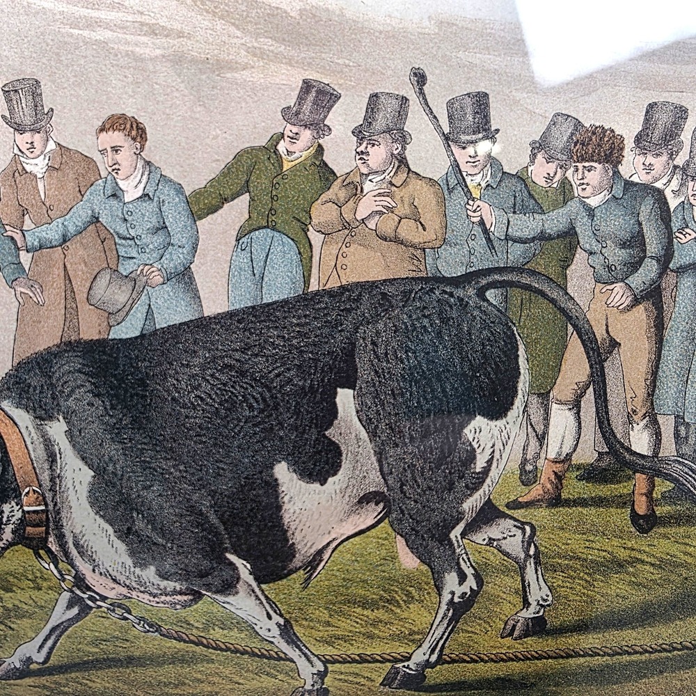 Henry Alken Bull Baiting Antique 1820 Hand Colored Aquatint I Clark Framed Print - Picture 4 of 12